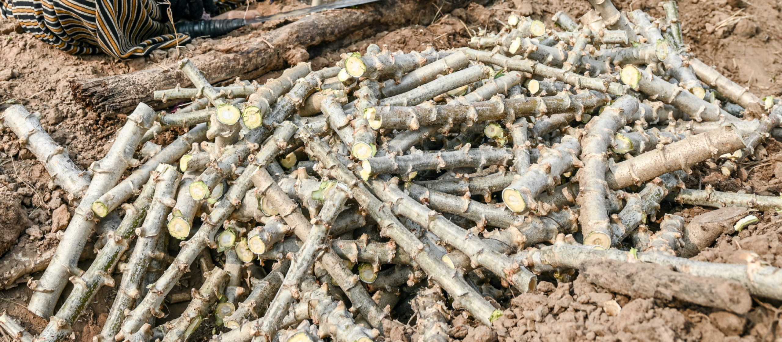 Freshly harvested cassava crop
