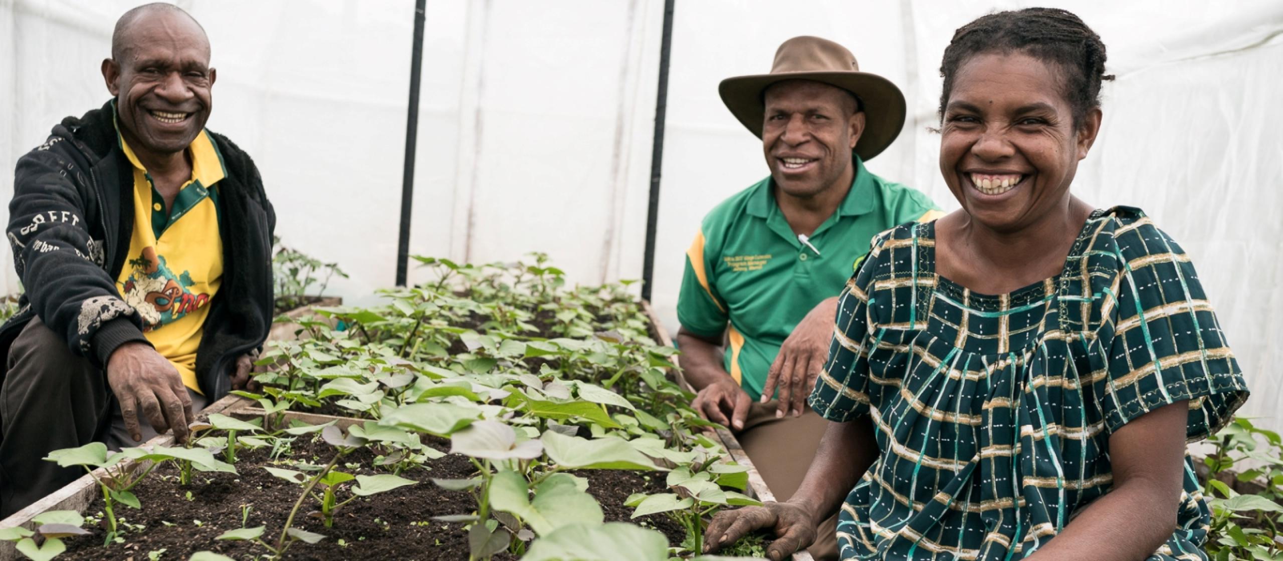 Two men and a woman inside a white screenhouse with a bed of small sweetpotato plants