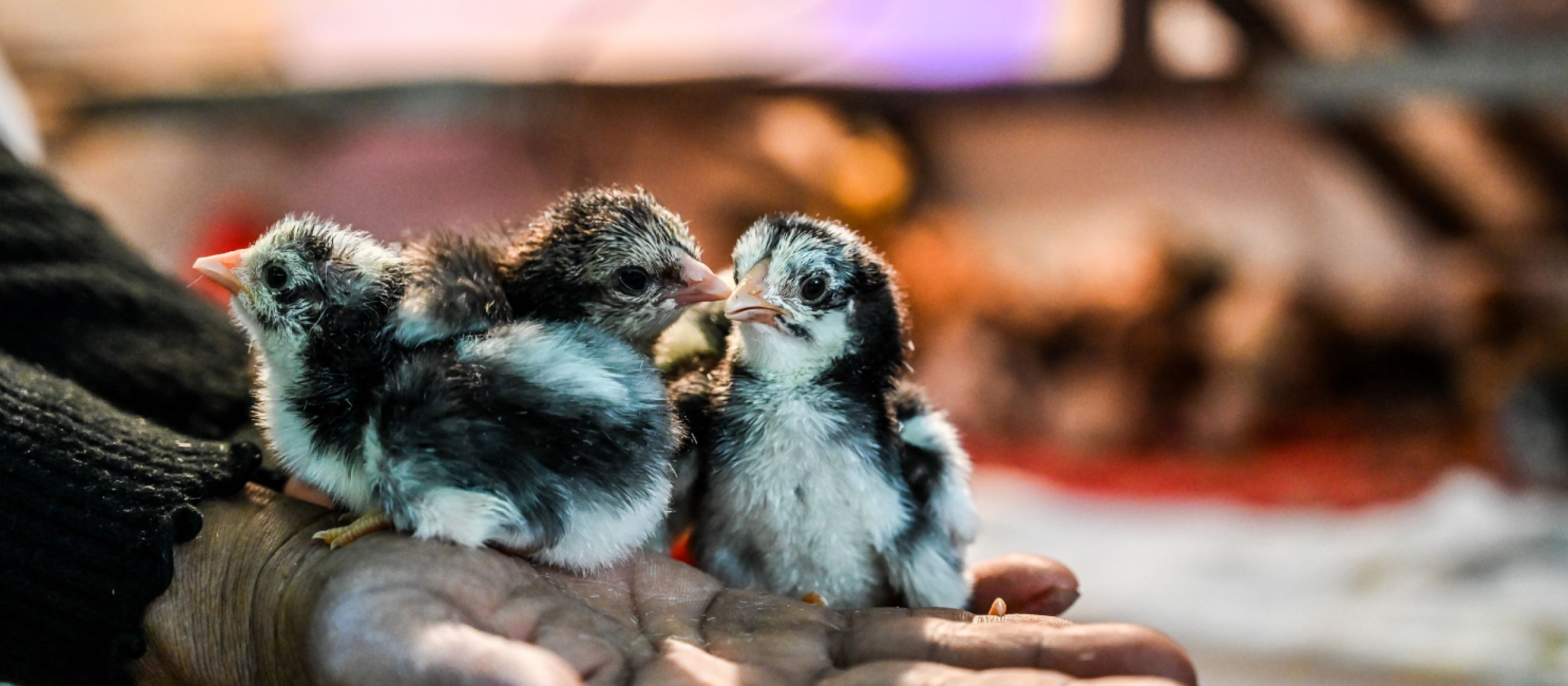 Three chicks sitting on a person's hand.