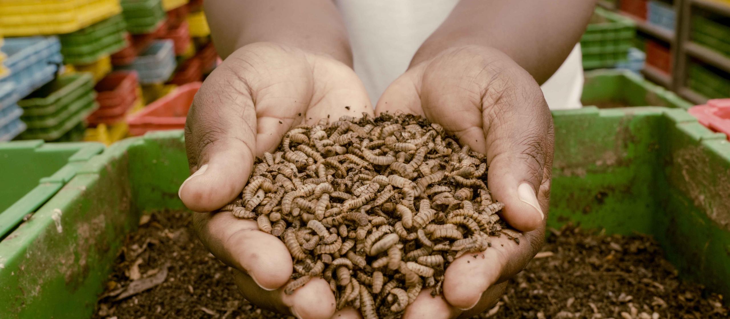 Hands holding insect larvae 