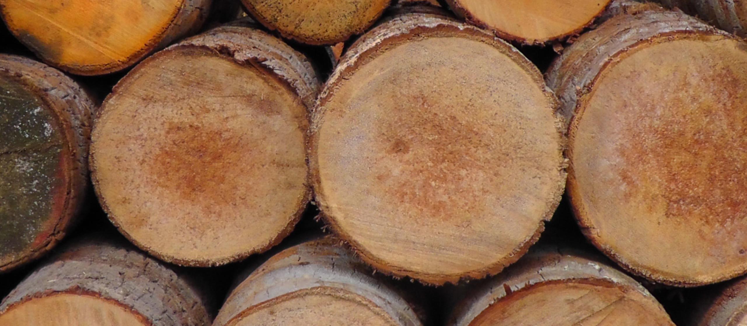 Senile coconut palms could provide an important resource for a new engineered wood products industry in Fiji. Photo: Dr Rob McGavin
