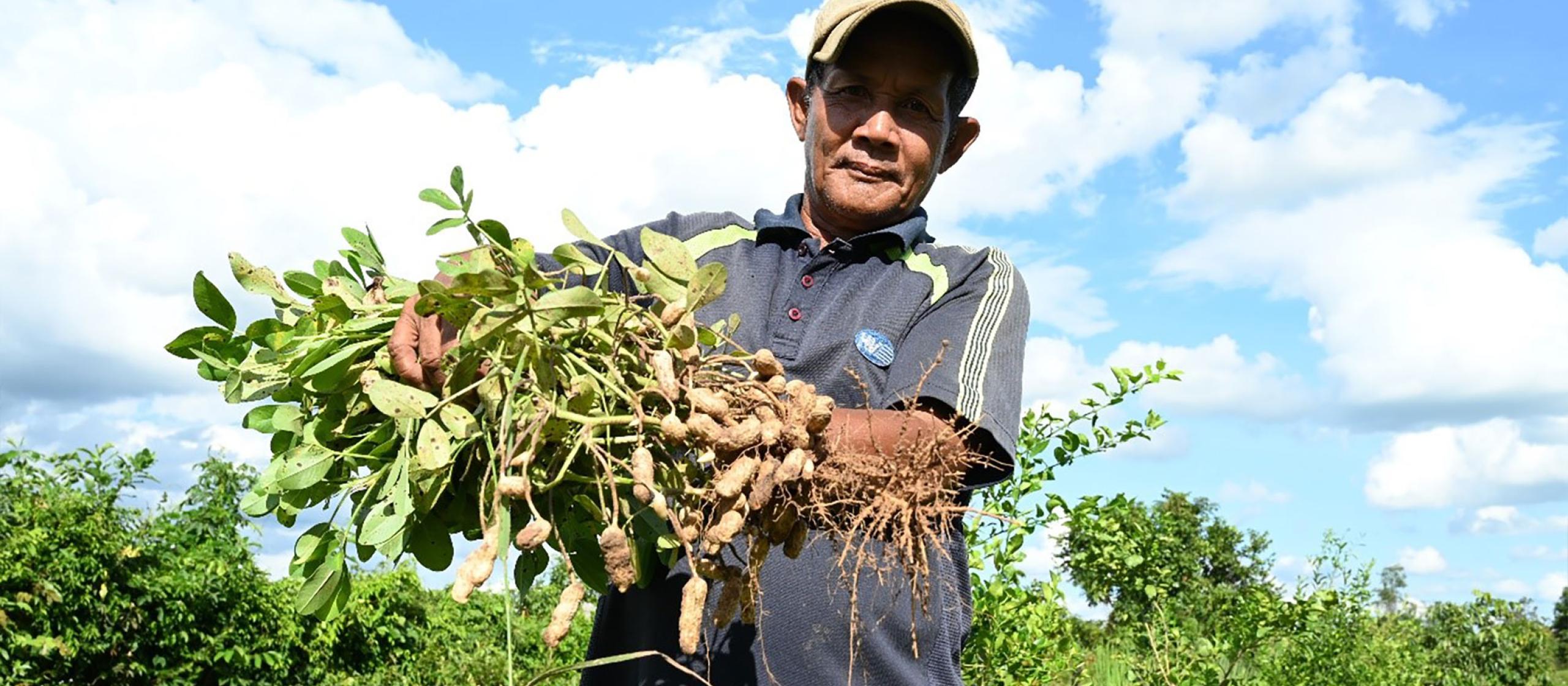 Farmer Oum Samun showcases a healthy peanut plant