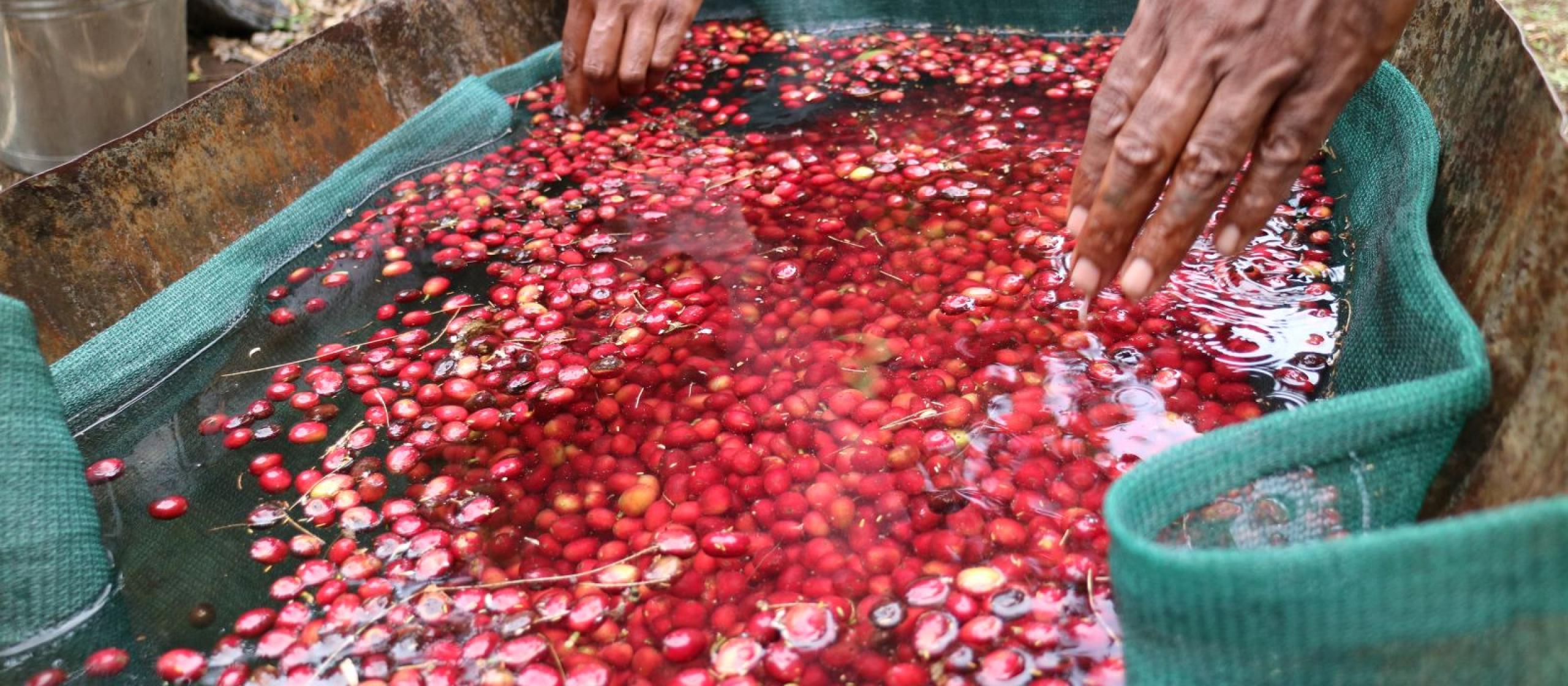 Coffee berries submerged in water.