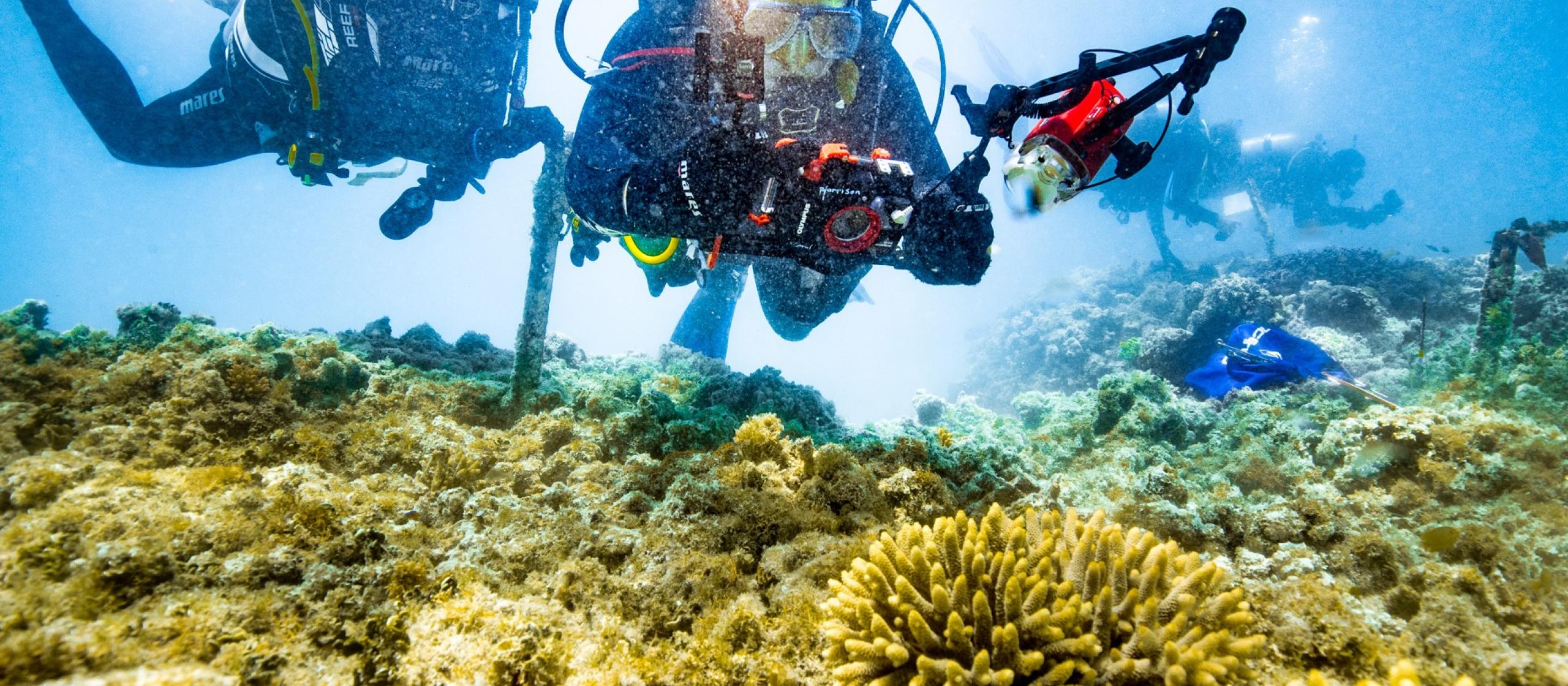 Two scuba divers inspecting coral