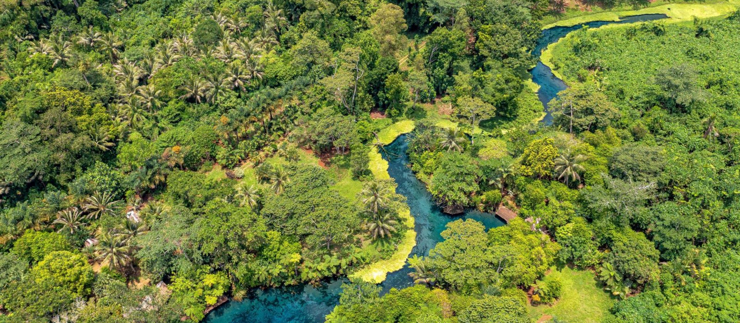 Aerial image of tropical vegetation