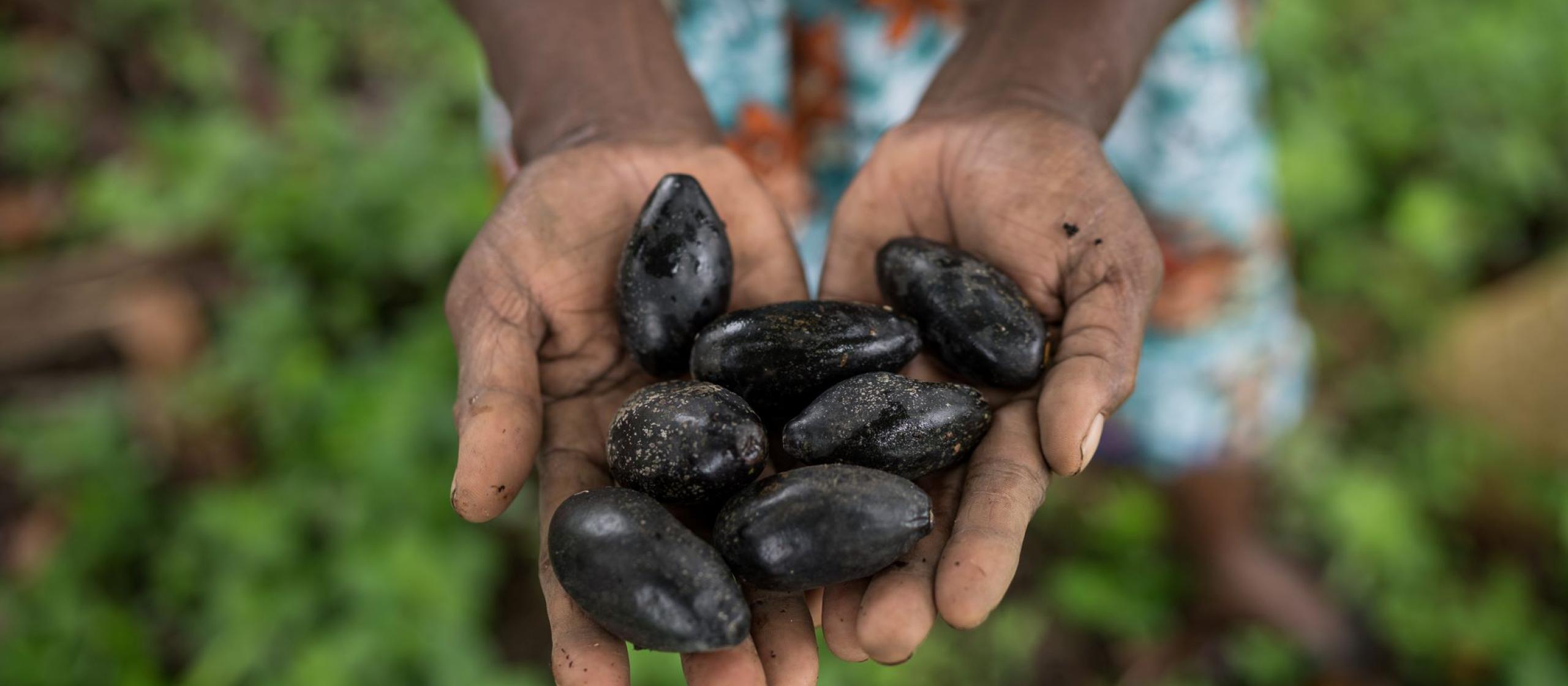 Outstretched hands holding galip nuts