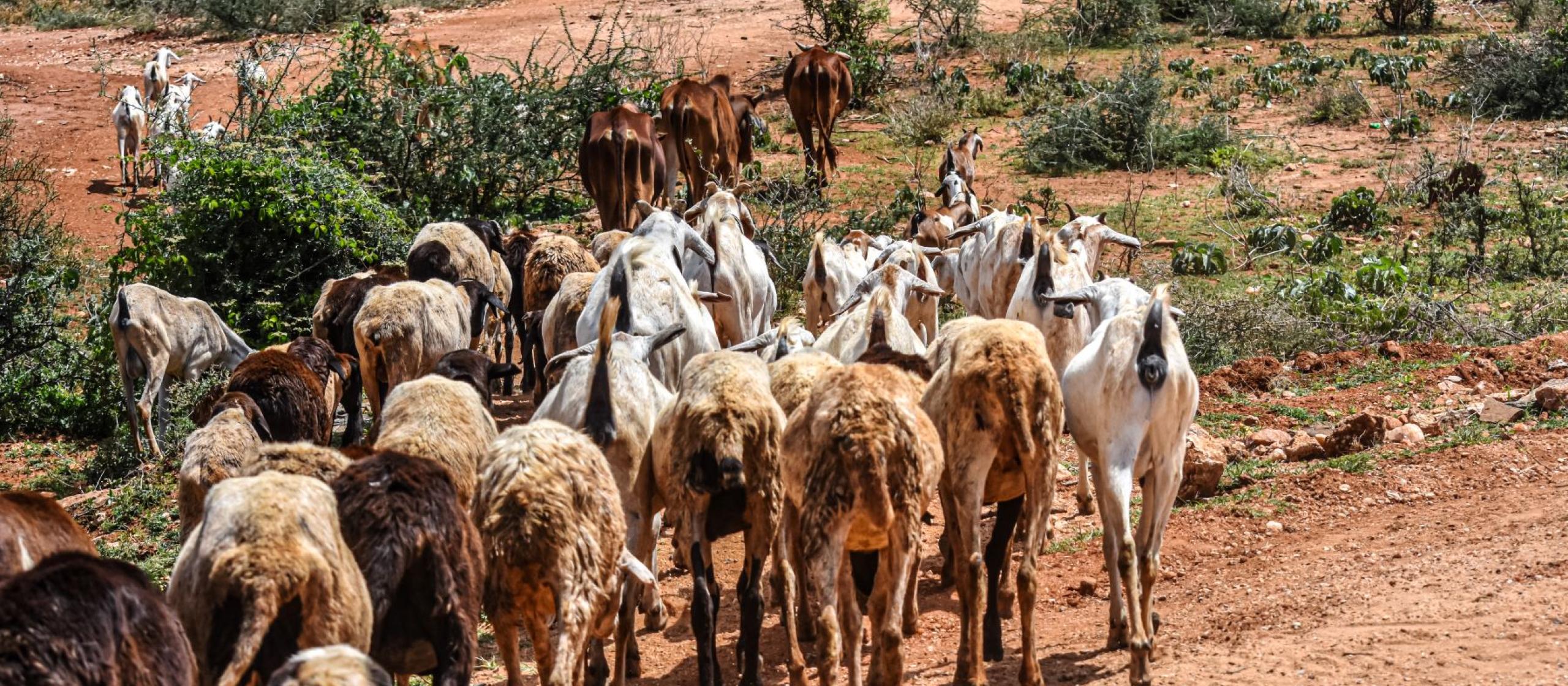 Herd of goats moving