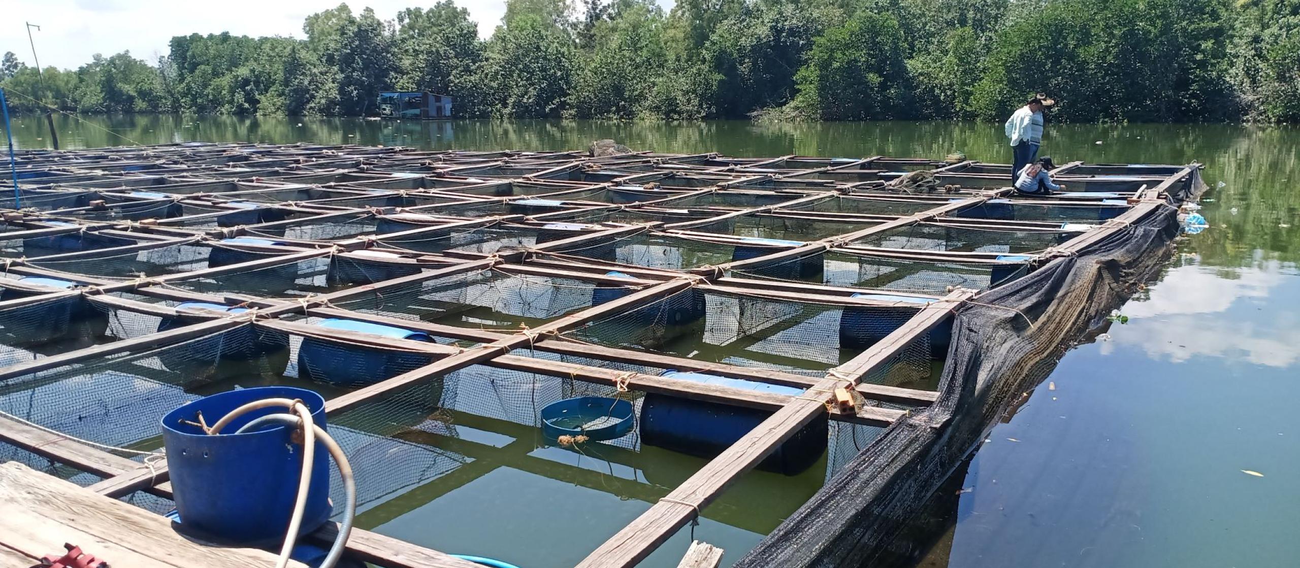Aquaculture ponds