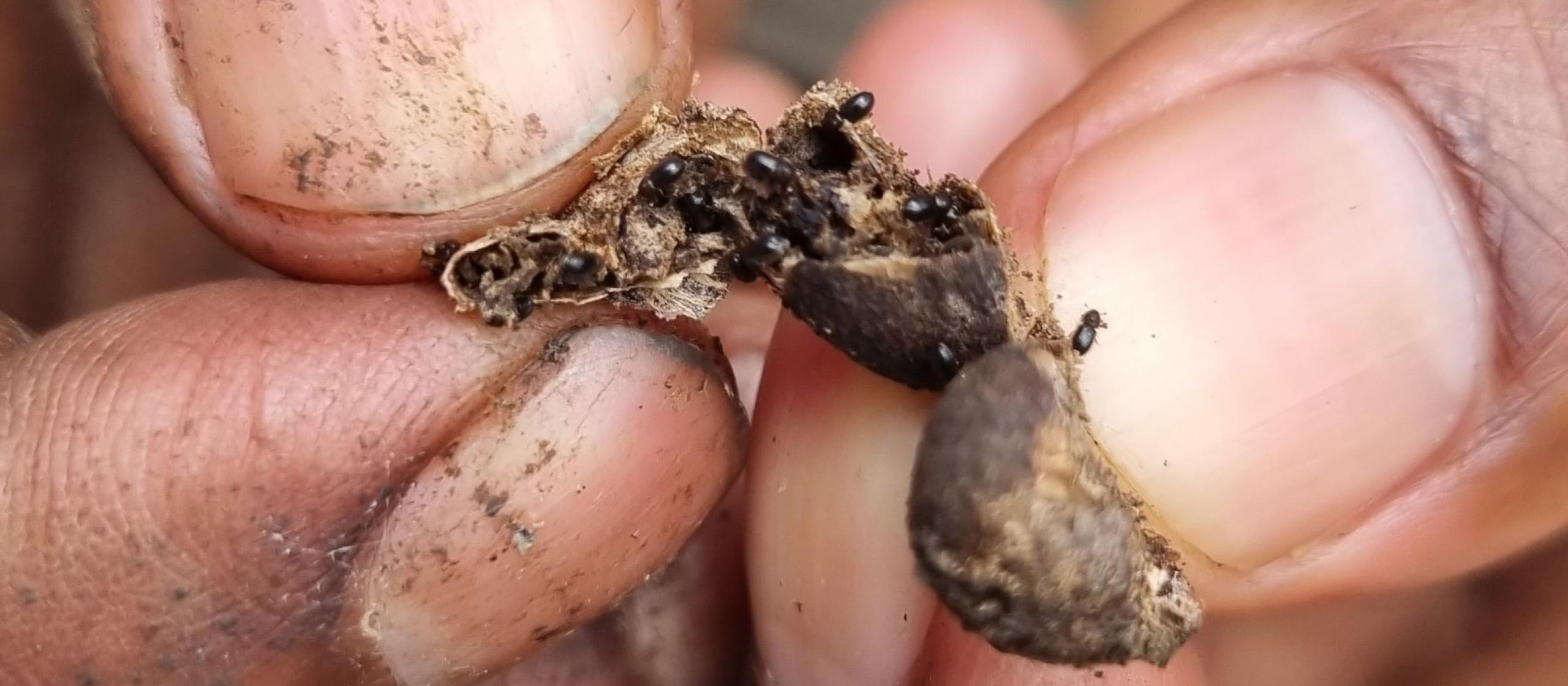 A close up of hands holding a coffee berry infected with small black bettles