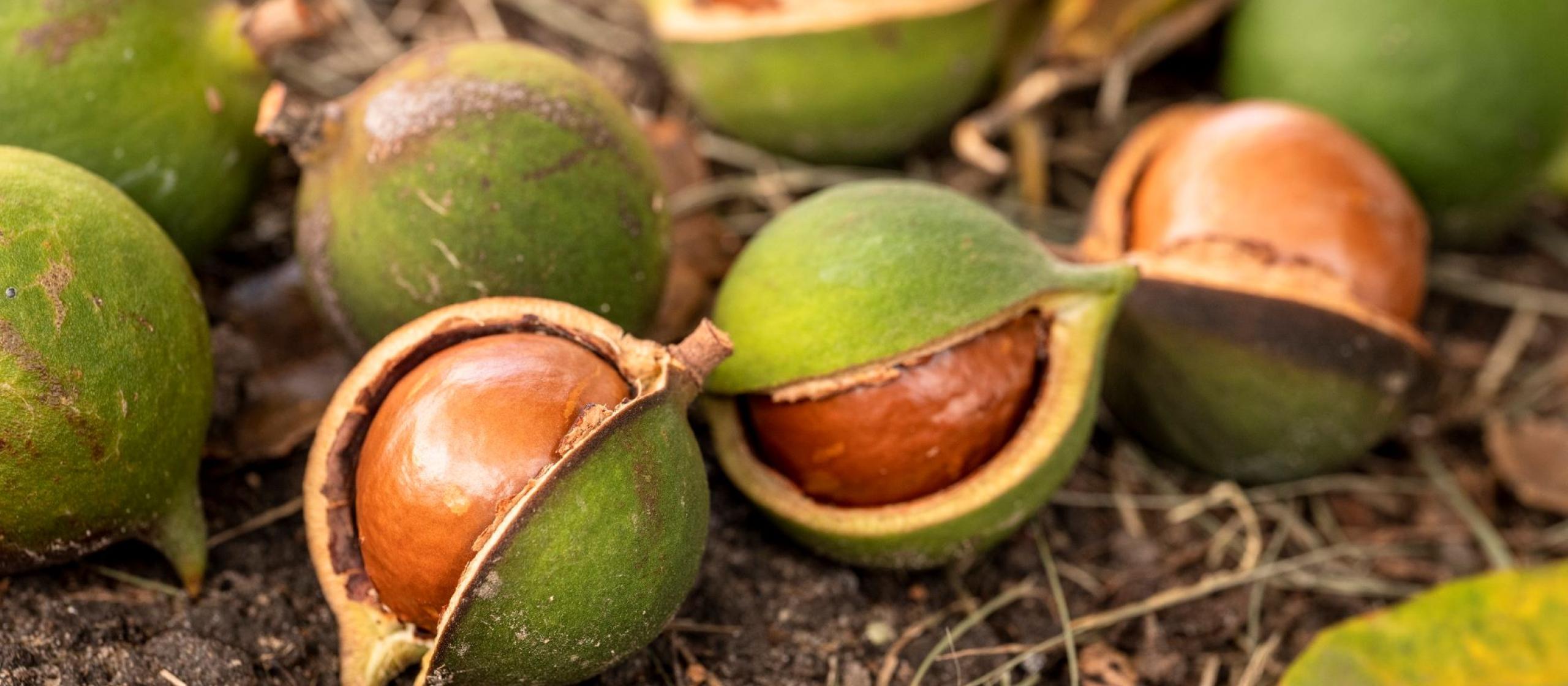 A pile of macadamia nuts on the ground in their shells