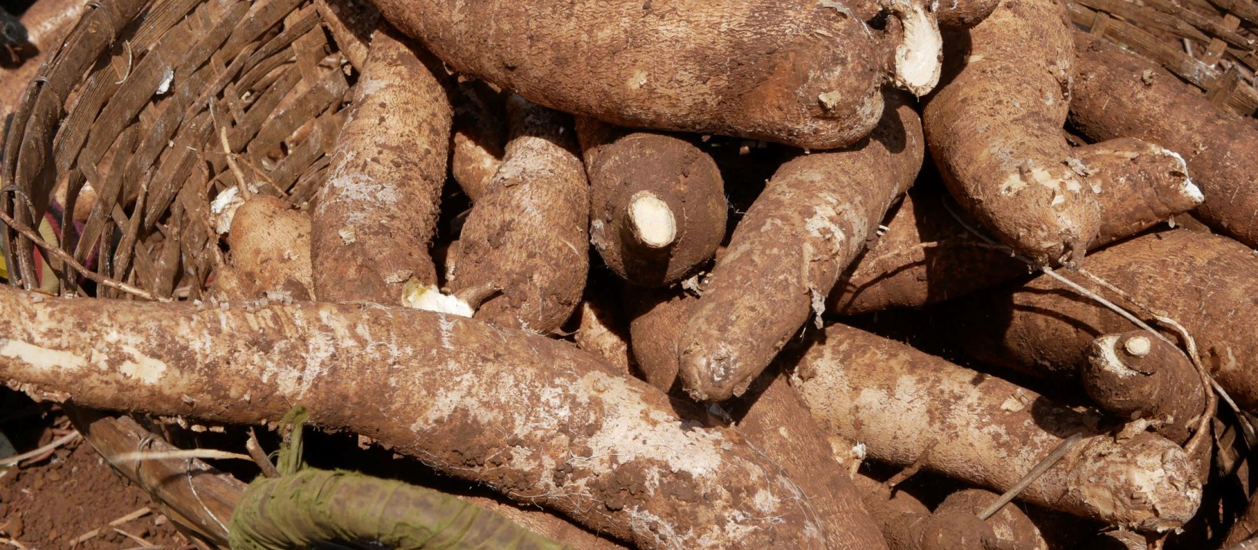 Cassava piled in a basket after harvest.