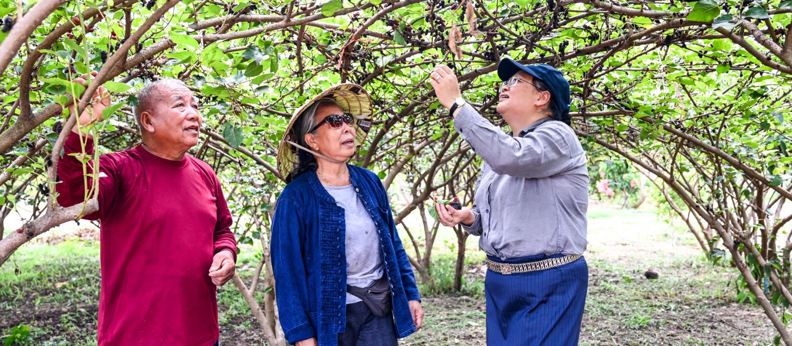 3 people in a field standing under and inspecting a tree
