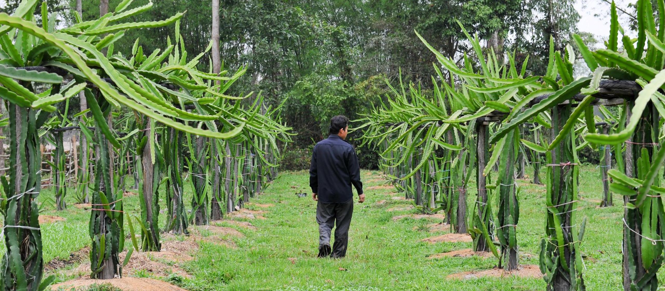 A person walking along a grassy path between rows of plants on posts, with forest tress visible in the background.
