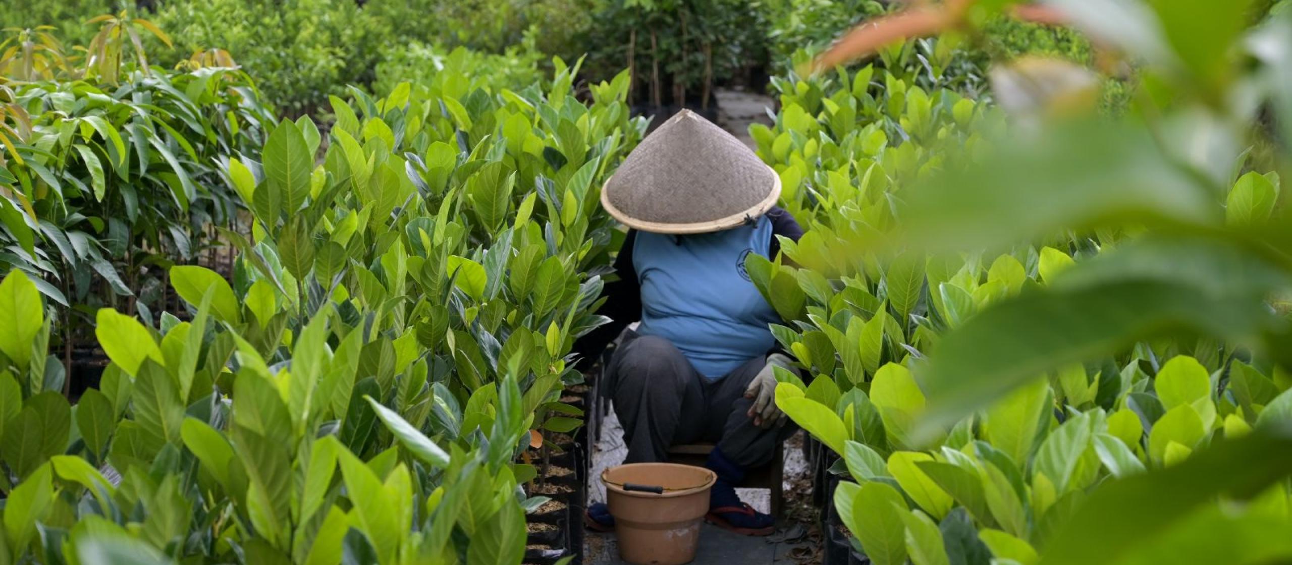 A person wearing a conical hat is crouching between rows of lush green plants in a nursery, with a brown pot placed on the ground in front.