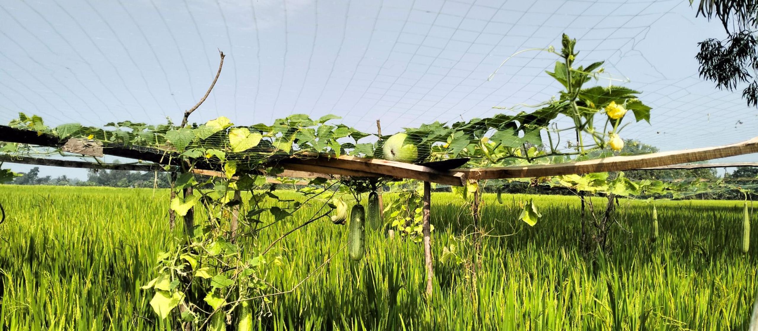Vine crops growing on a trellis above a green rice field.