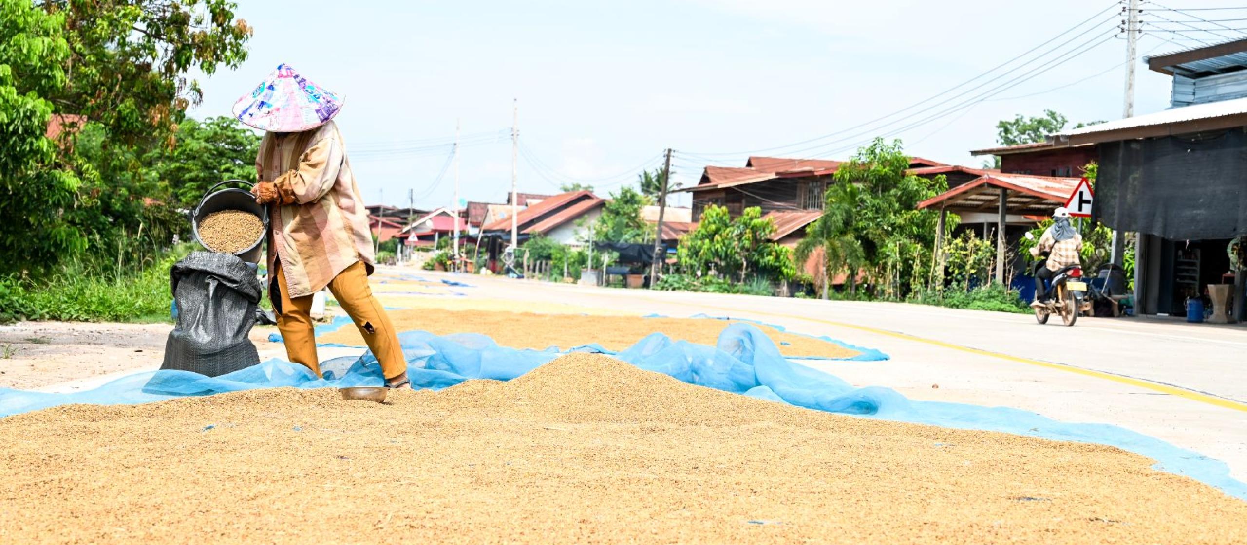 Harvested grain being spread out to dry in a rural village.