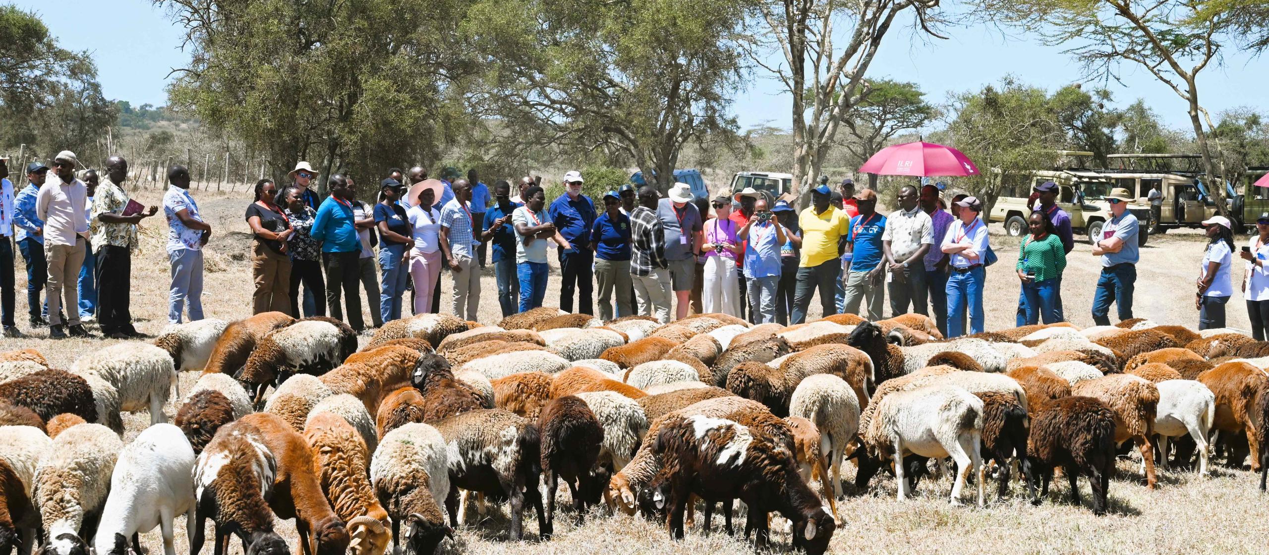People observing a flock of sheep in a dry, open landscape.