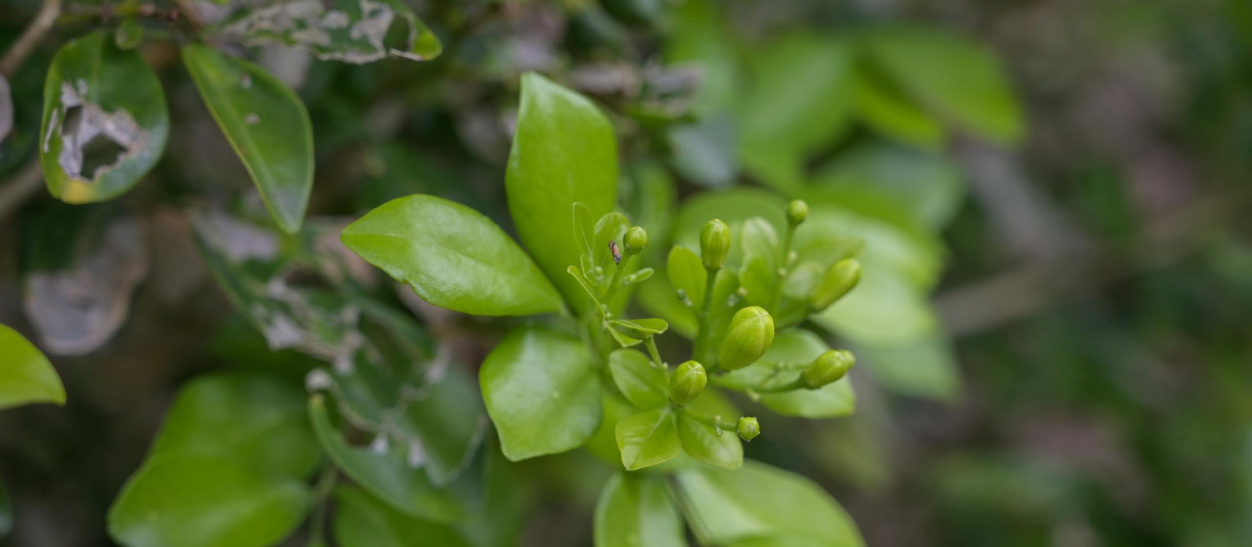 Close-up of citrus flower buds and green leaves on a tree.
