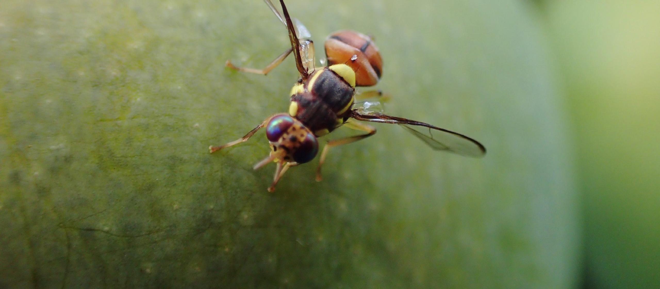 Close-up of an insect on the surface of green fruit
