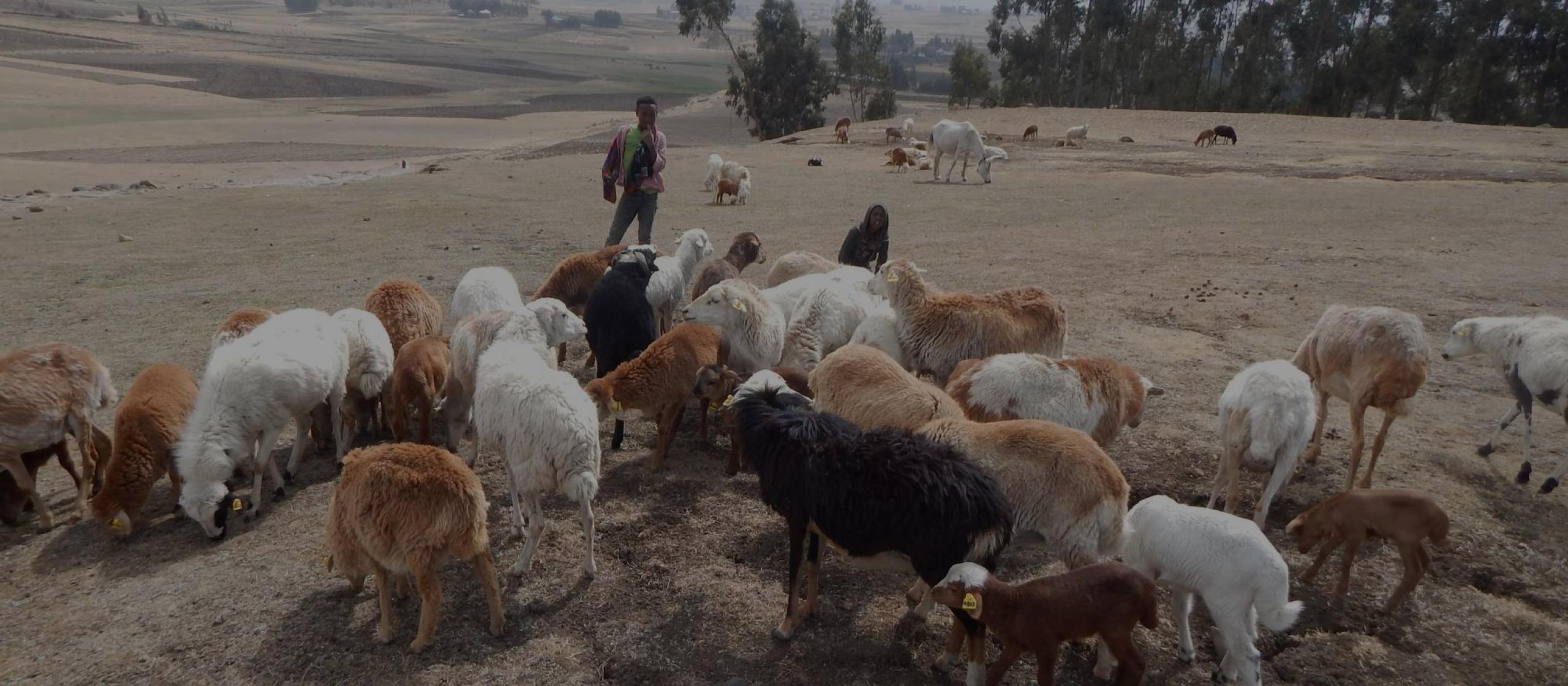 Sheep grazing in a dry field with a person in the background.