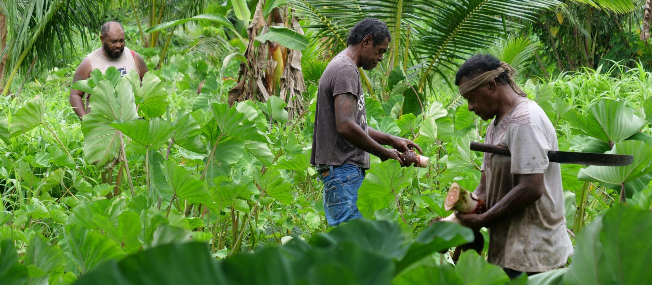 People harvesting crops in a lush tropical garden.