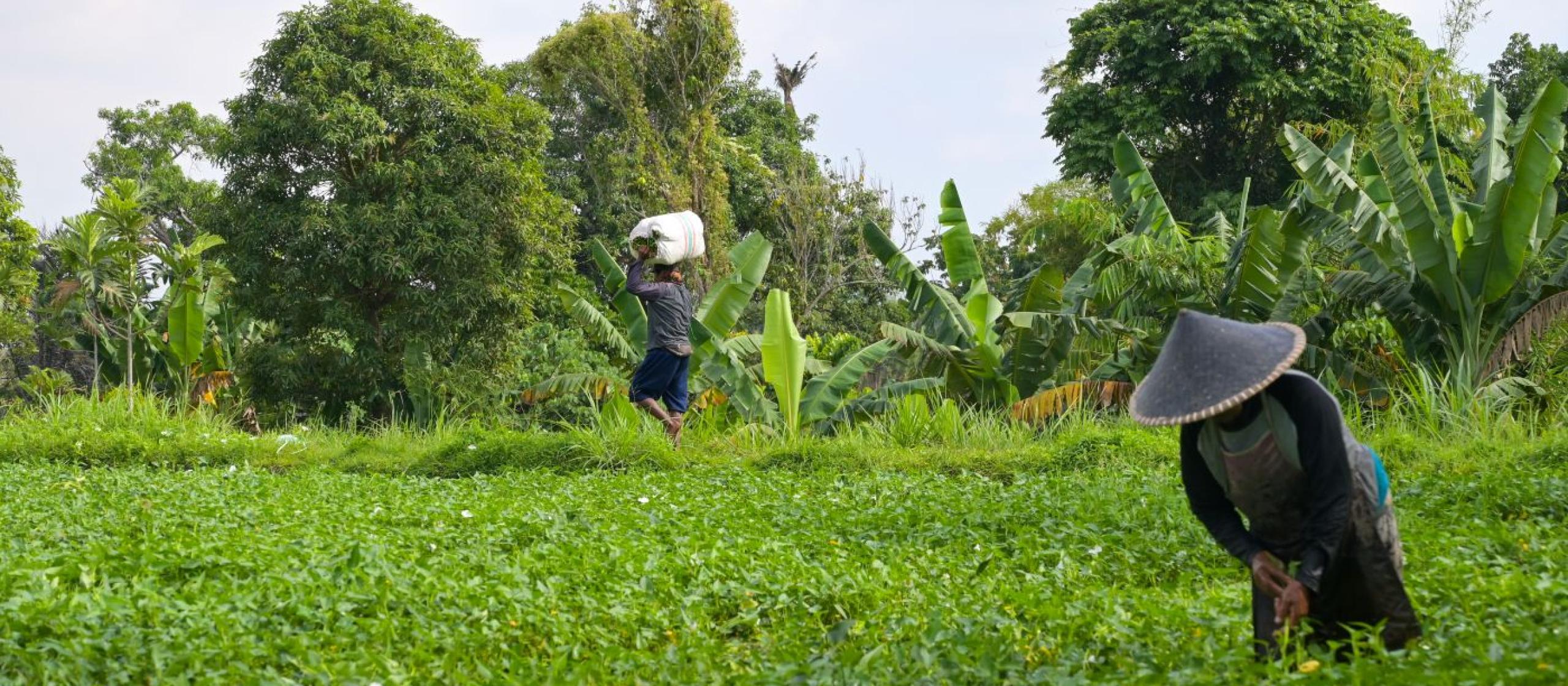 Farmer harvesting spinach in a leafy green field.