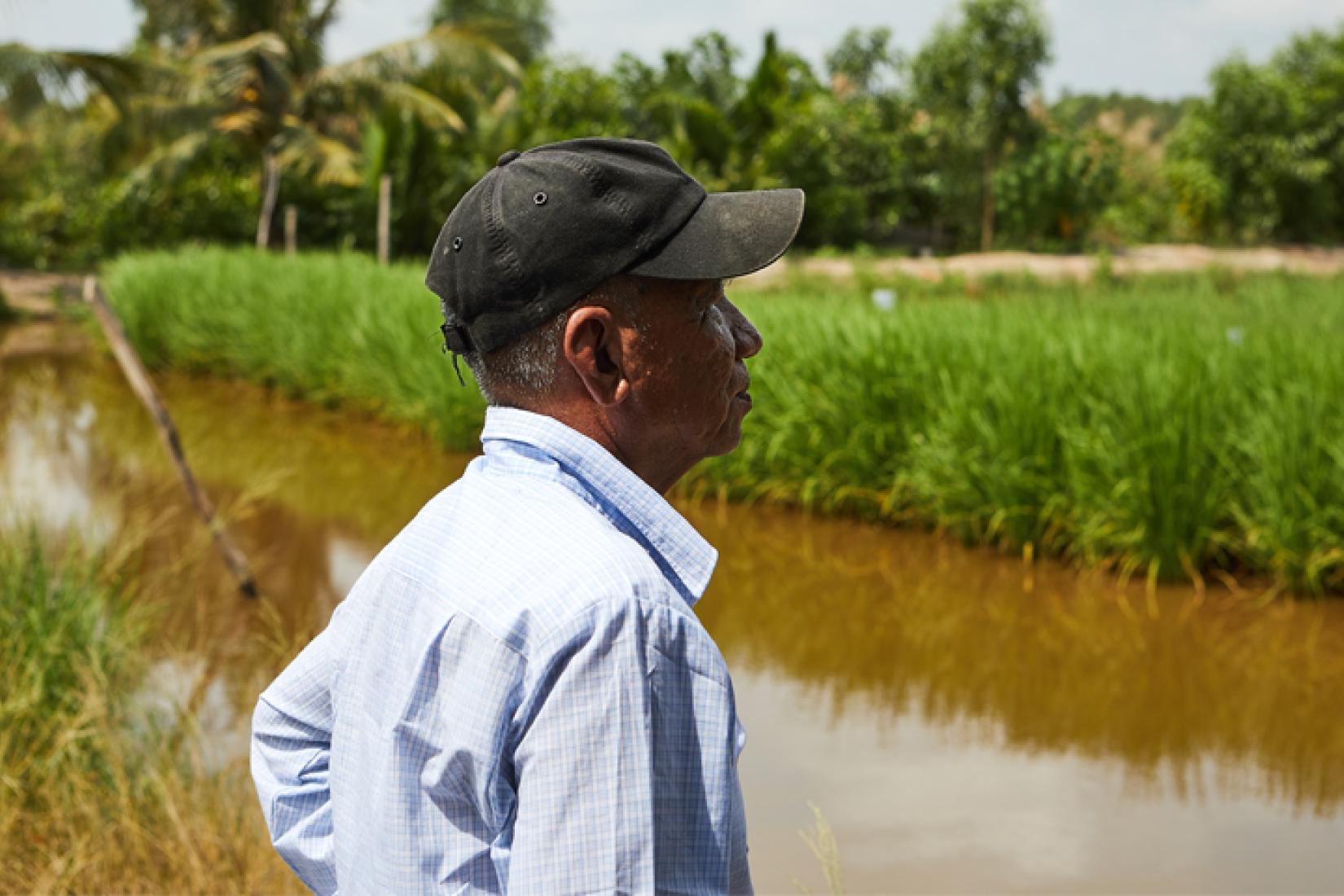 Mr Djung surveys the ACIAR experimental rice plot in the Mekong Delta