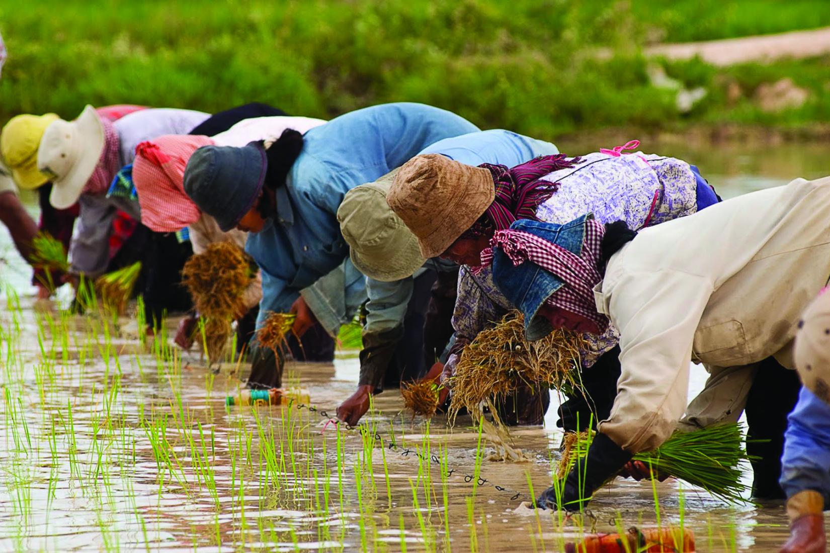 Cambodian smallholder farmers in rice fields.