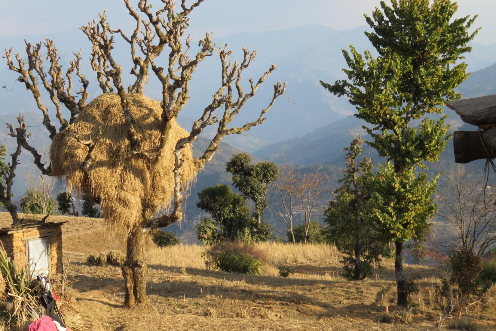 A Nepalese tree infront of a valley