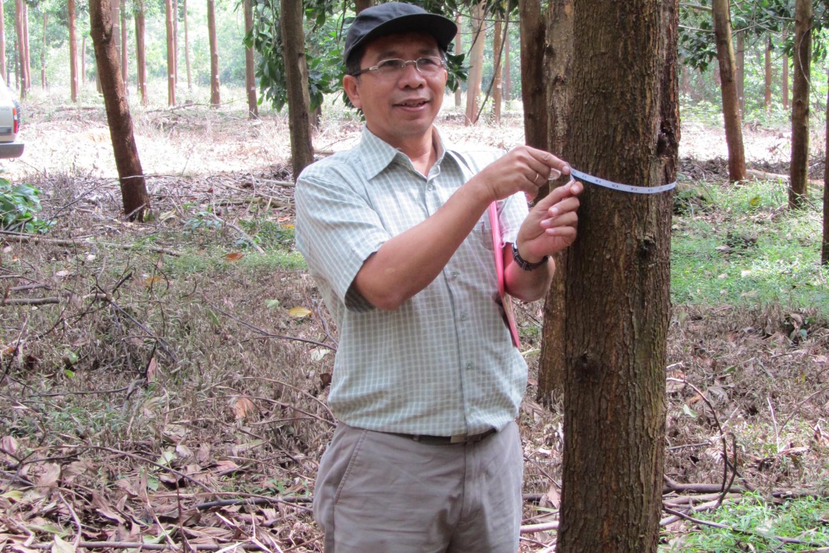 A man measures a tree trunk