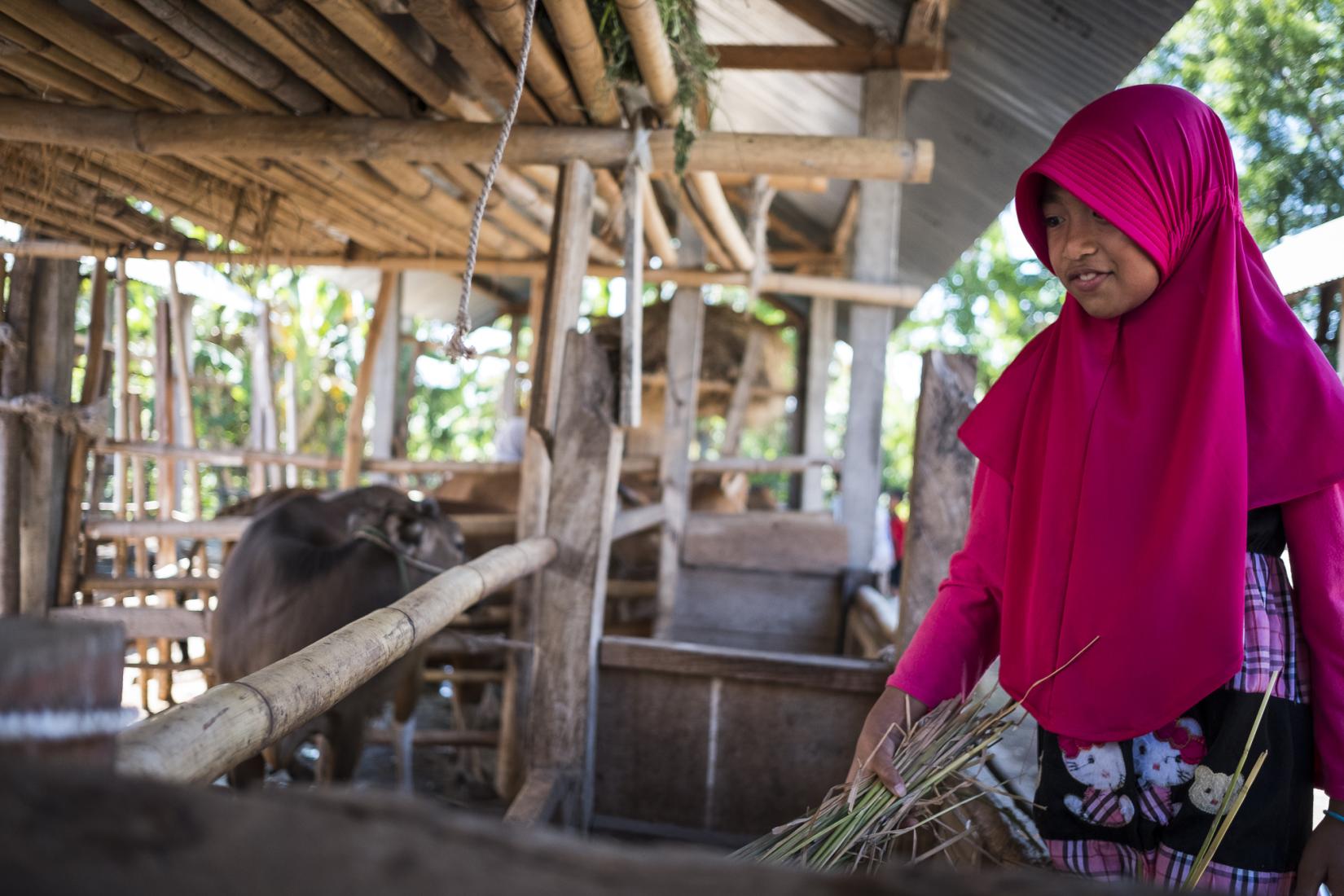 Fauzia feeds her fathers cattle inside the communal cattle pen. Photo: Conor Ashleigh/ACIAR.