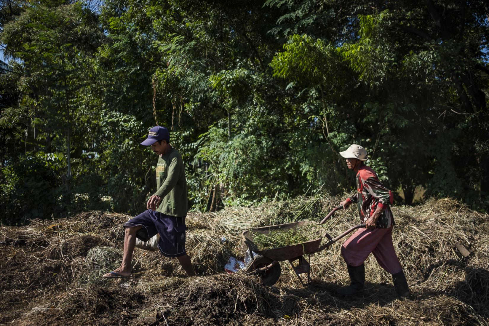 Members of the ACIAR cattle project in Karang Kendal Hamlet drop dung and compost material on a large pile.