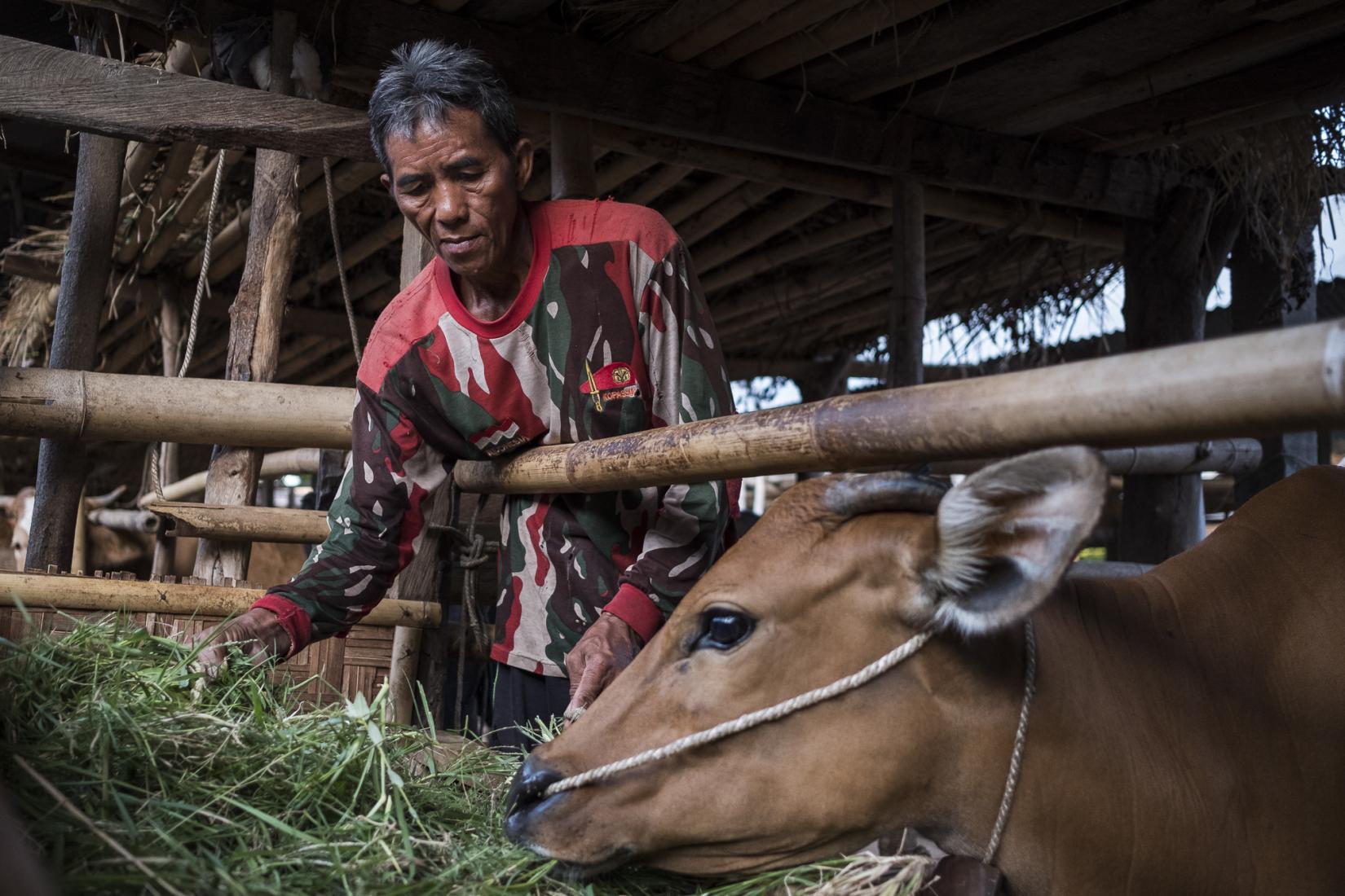 A farmer feeds fodder to his cattle inside the communal cattle shed in Karang Kendal hamlet. Photo: Conor Ashleigh/ACIARA