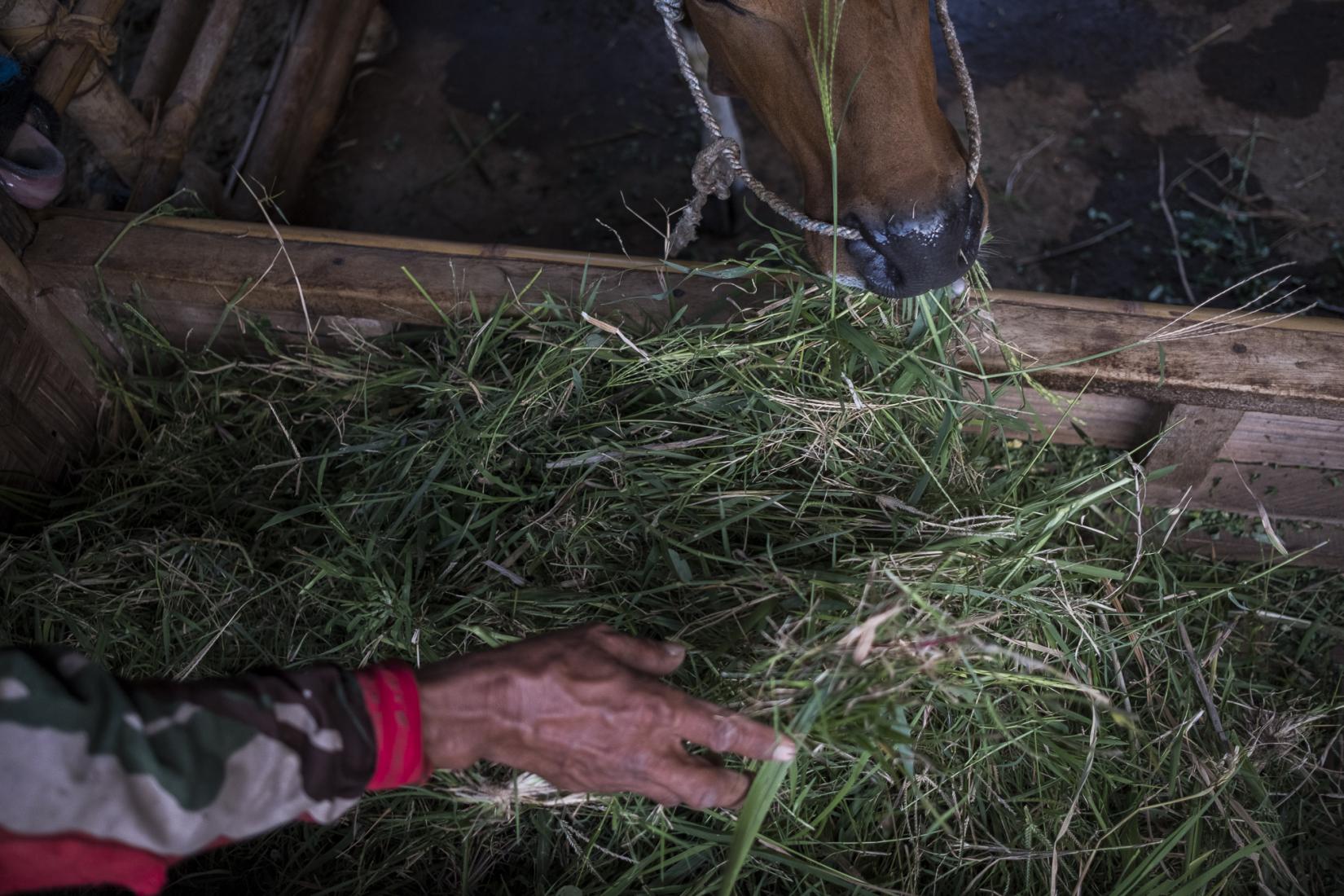 ACIAR delivered this cattle research project with great success. The outcomes have been transformative for many of the farmers.