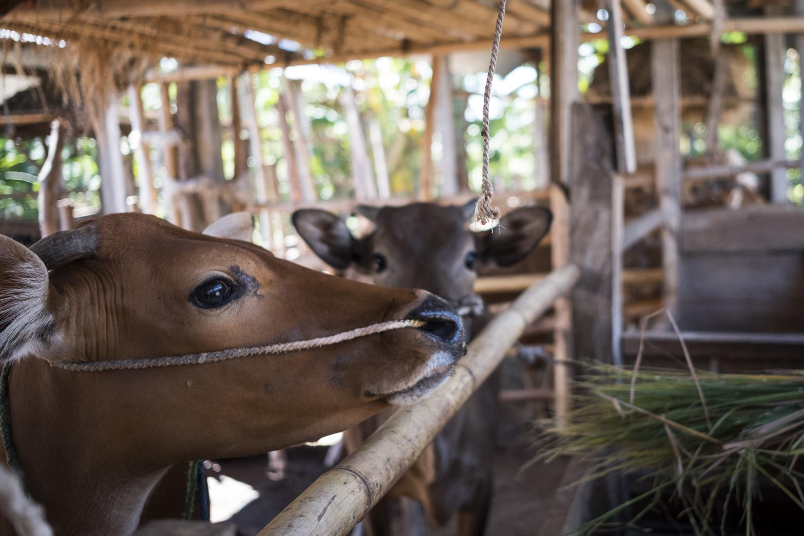 A balinese cow looks out from the communal cattle pen in Karang Kendal. Photo: Conor Ashleigh/ACIAR.