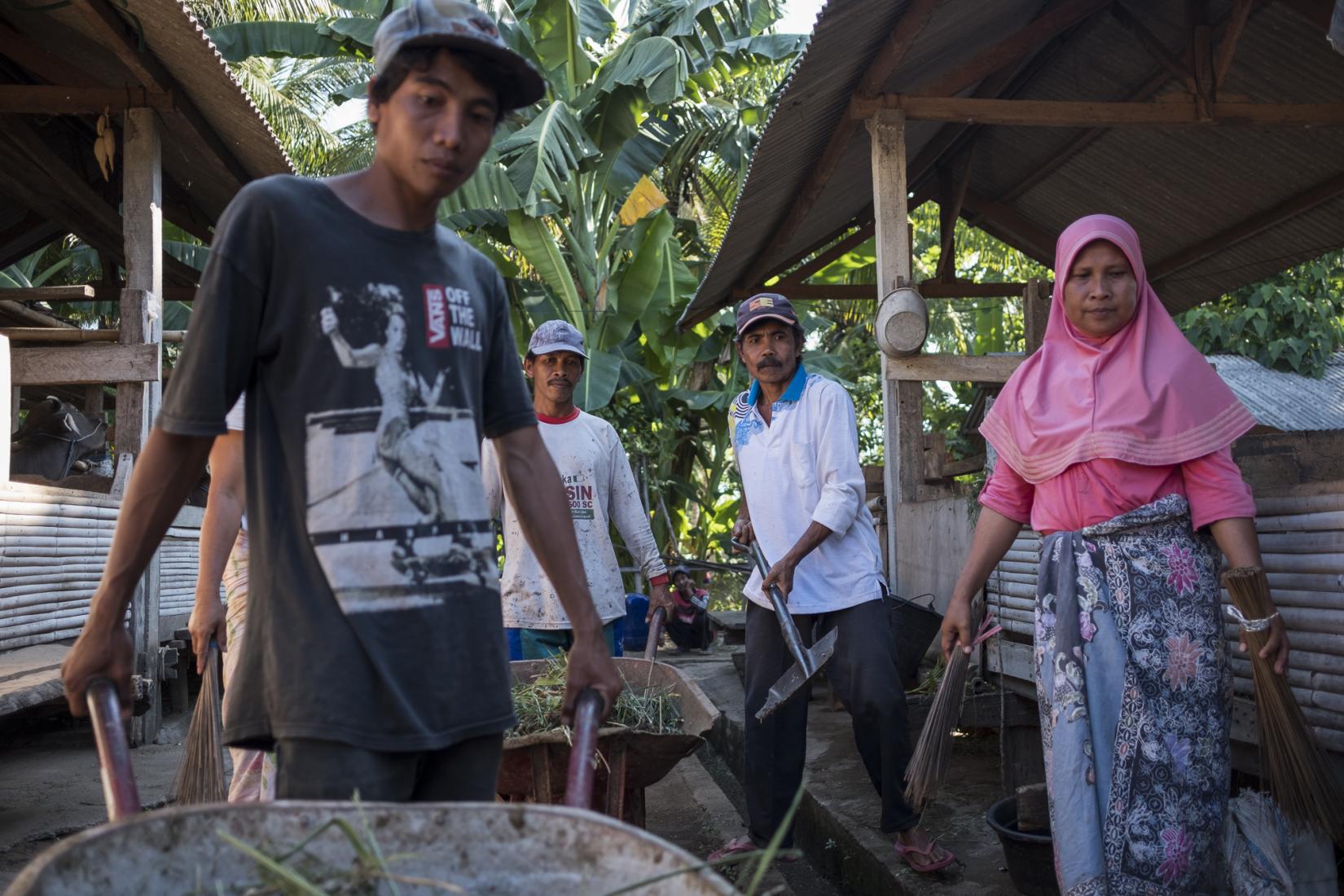 The group now sell their cow manure by the truck load to buyers from across Lombok. Photo: Conor Ashleigh/ACIAR.