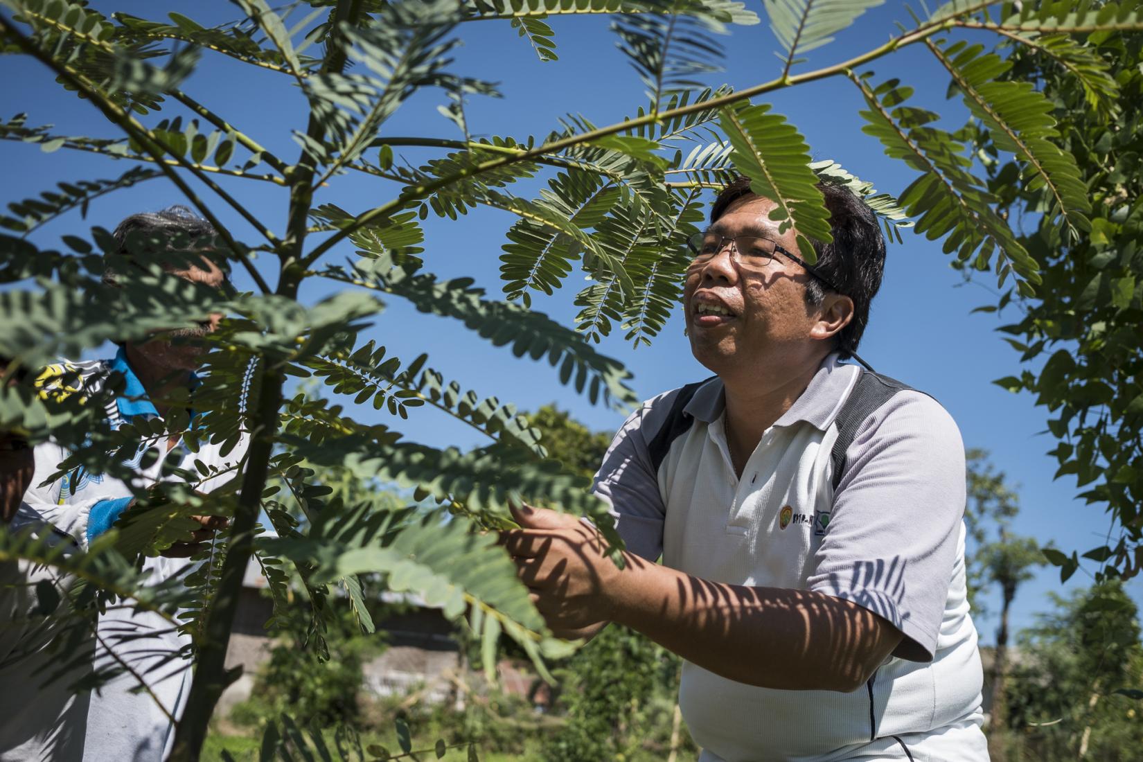 Dr Tanda Panjaitan inspects a Sesbania grandiflora tree. Sesbania is a tree legume rich in protein and great for fattening cattle.