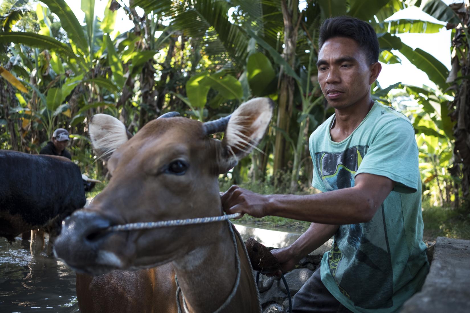 Hardiyanto the treasurer of the cattle group in Karang Kendal Hamlet washes one of his cows in a small creek.