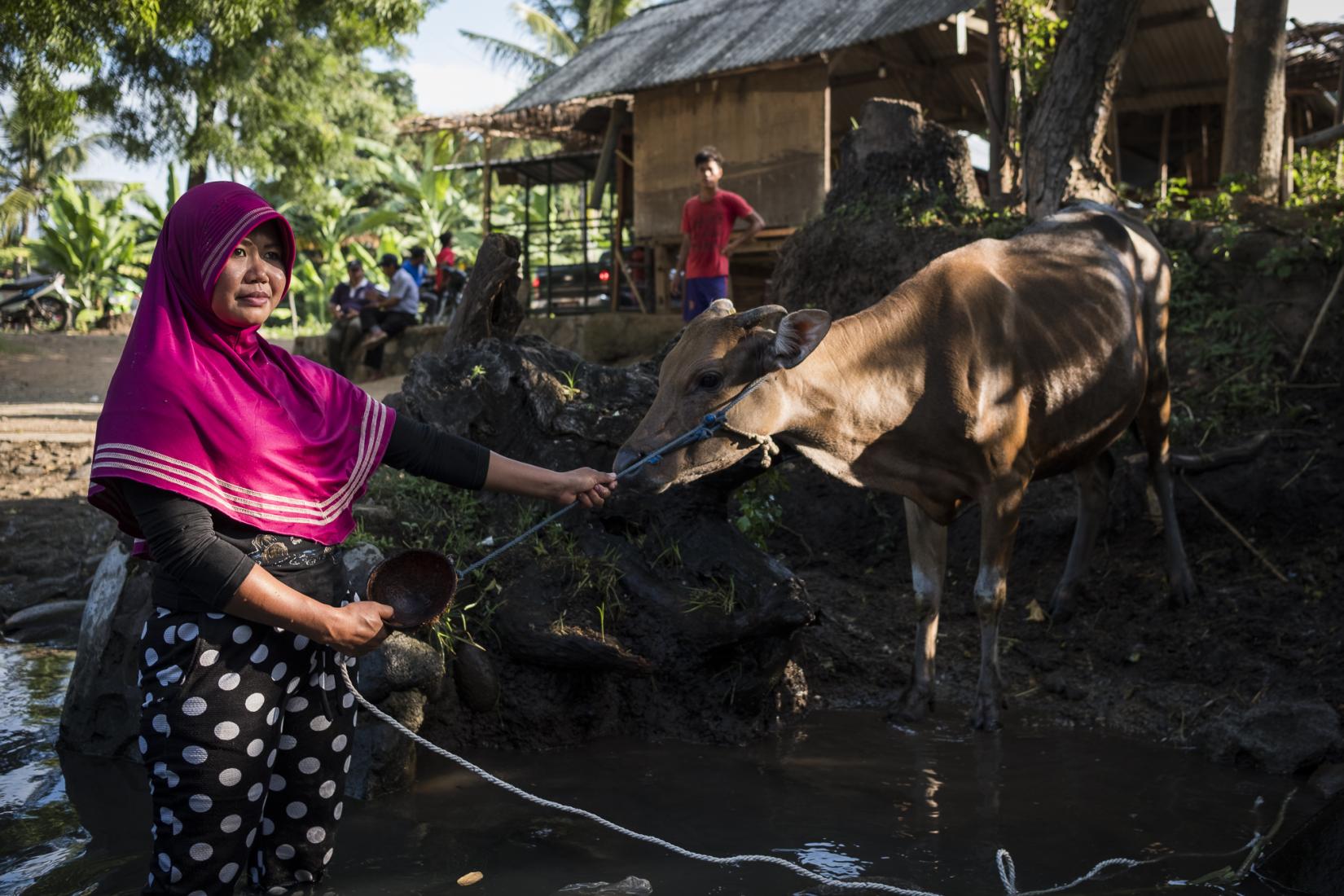 Asrinep washes one of her cows in the creek in Karang Kendal hamlet. Photo: Conor Ashliegh/ACIAR.