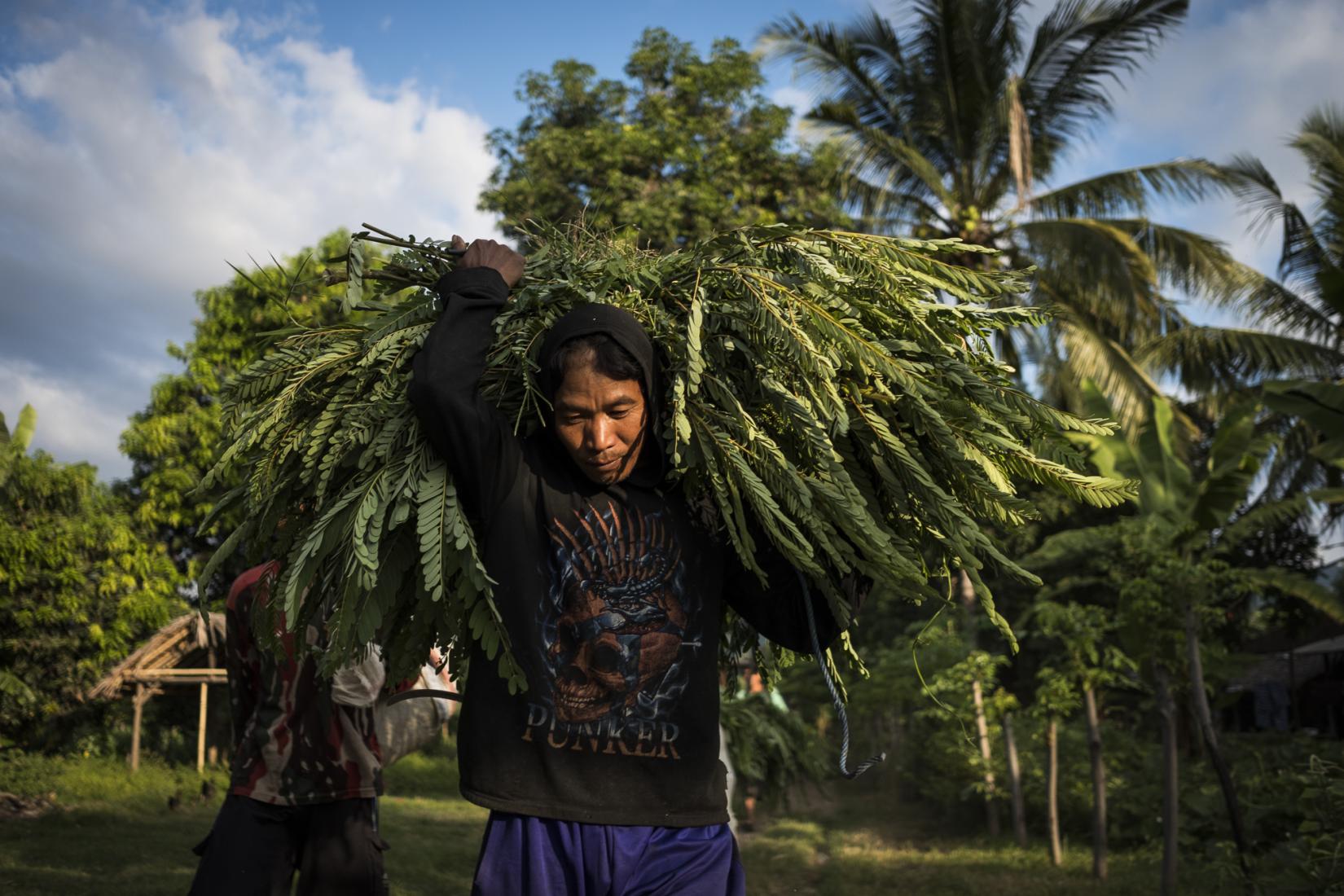 A farmer carries a bunch of Sesbania grandiflora fodder to feed his cattle in Karang Kendal hamlet. Photo: Conor Ashleigh/ACIAR.