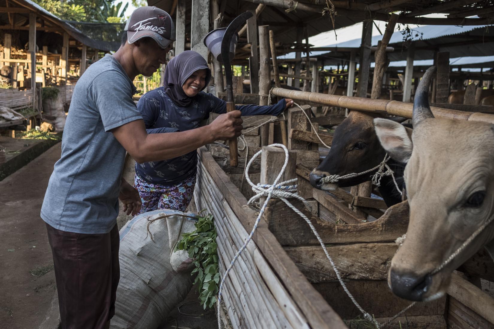 Helianto and his wife feed sesbania fodder to their cattle inside the communal cattle pen in Karang Kendal, Lombok.