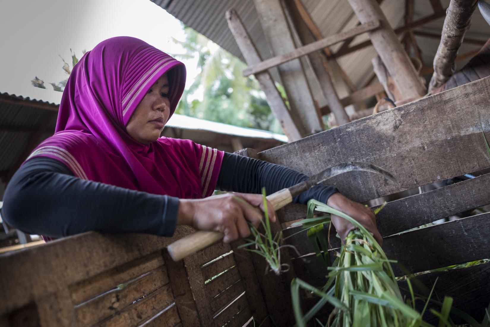 Asrinep feeds fodder to her cattle. Asrinep has been part of the cattle group for 7 years. Photo: Conor Ashleigh/ACIAR.