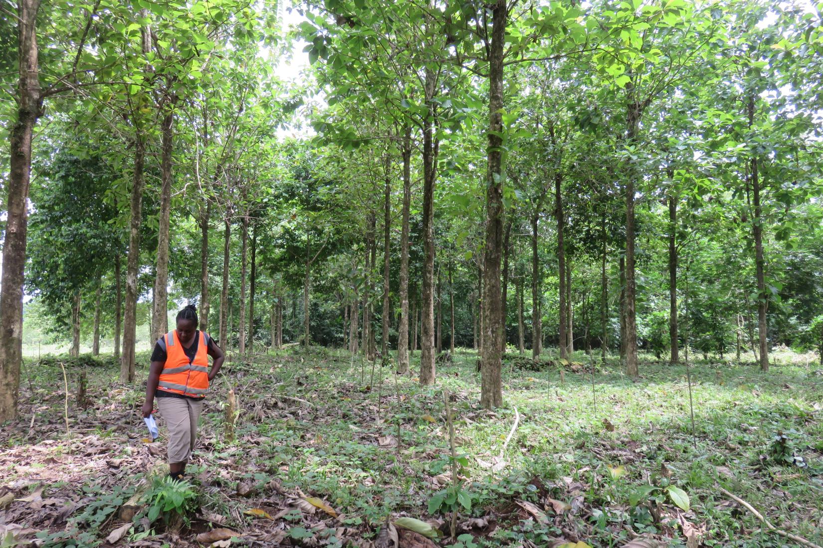 A woman inspects the undergrowth