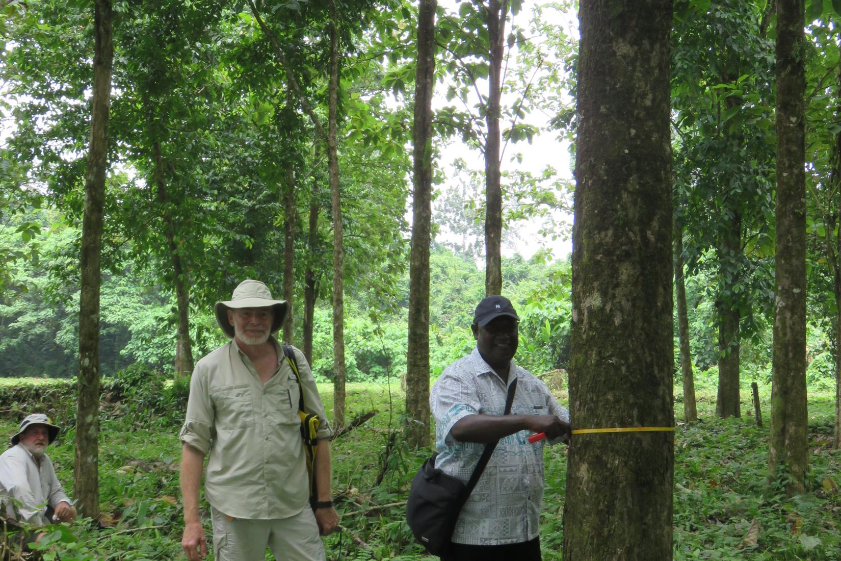 A man measures a tree trunk