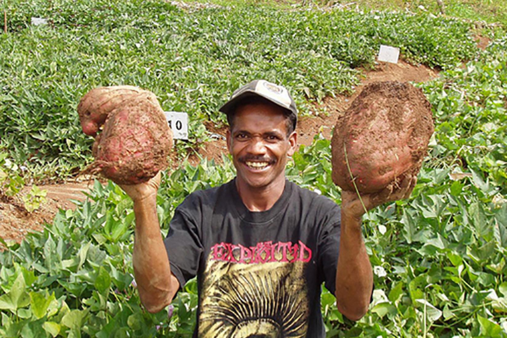 Sweet potato grown through the Seeds of Life program in Timor -Leste.