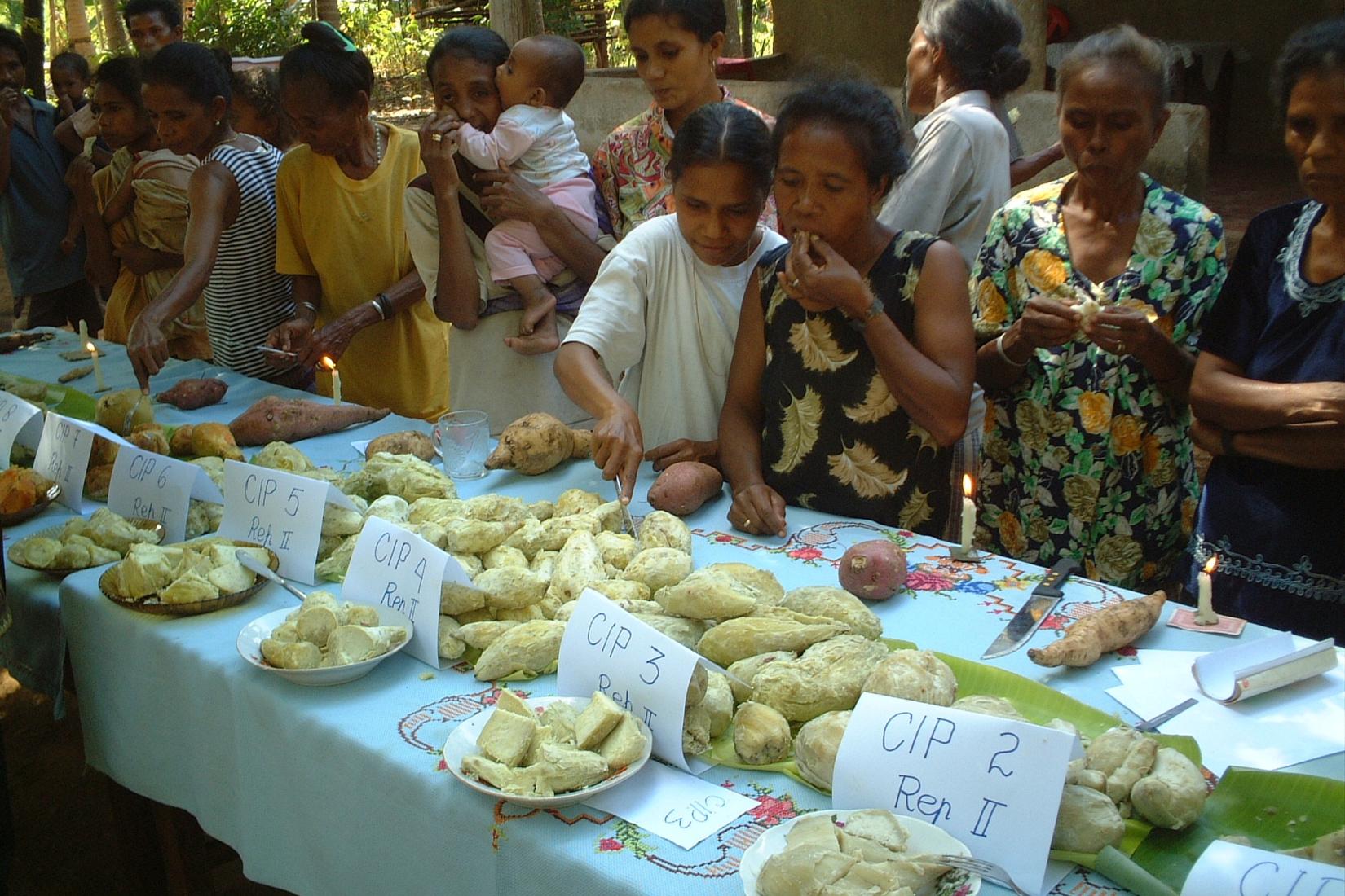 Timor-Leste Sweet Potato tasting in 2004 in Maliana.