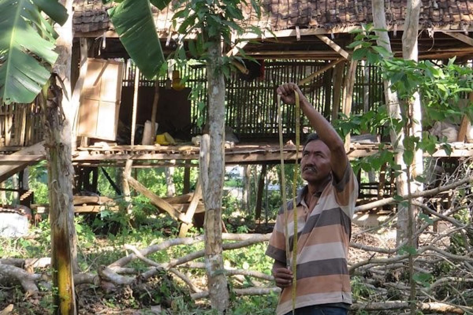 Pak Basir measuring the height of his trees