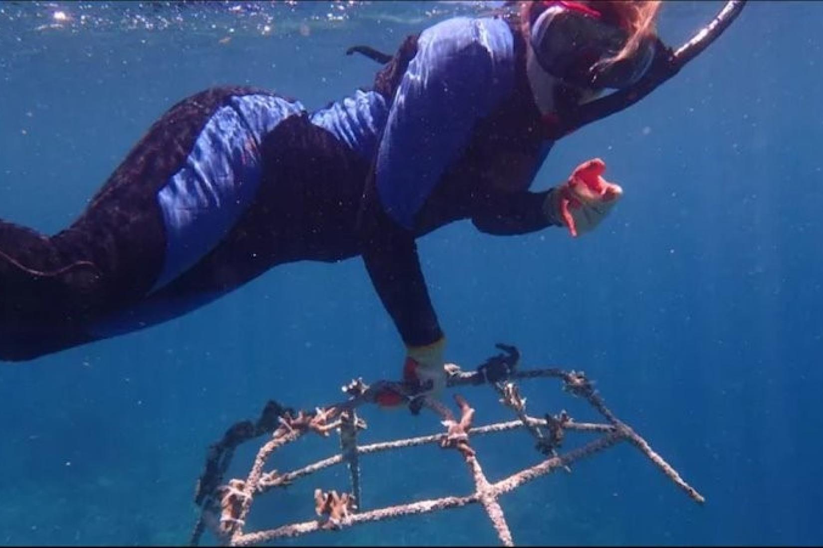 Siobhan using metal spiders to cultivate coral nurseries. Photo: Siobhan Heatwole