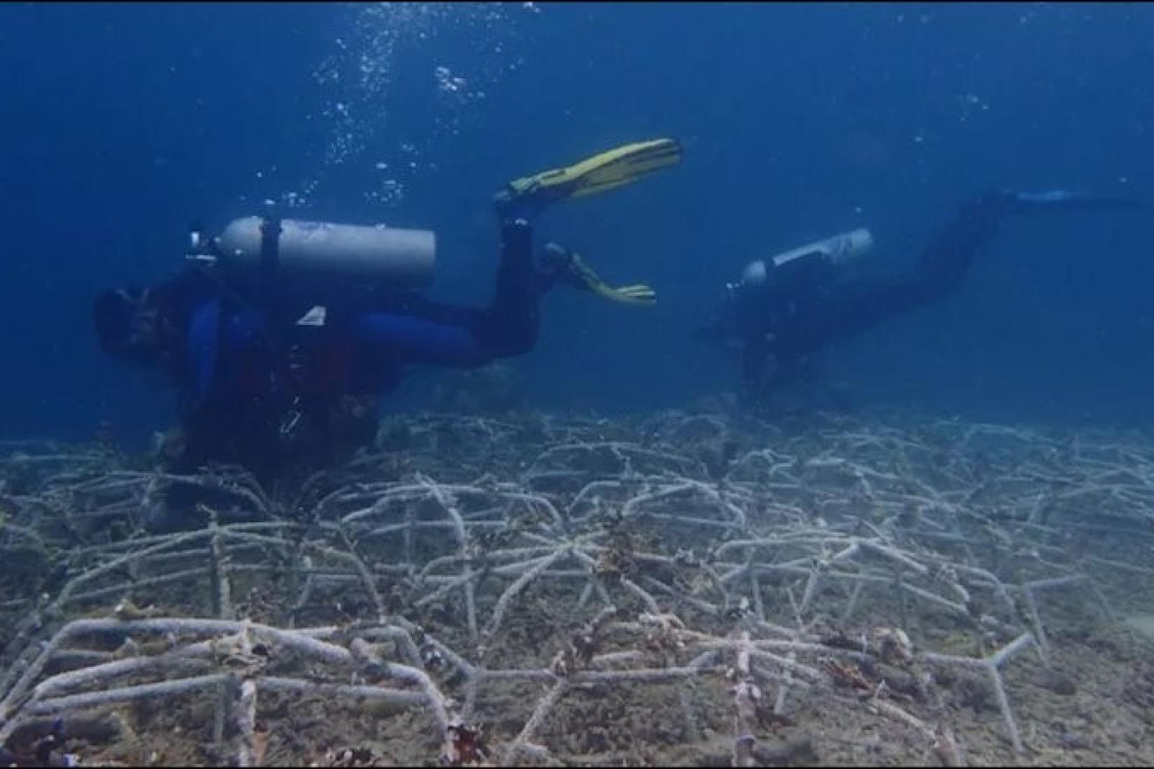 Divers interlocking a network of spiders to kick-start new growth in decimated reef areas. Photo: Siobhan Heatwole