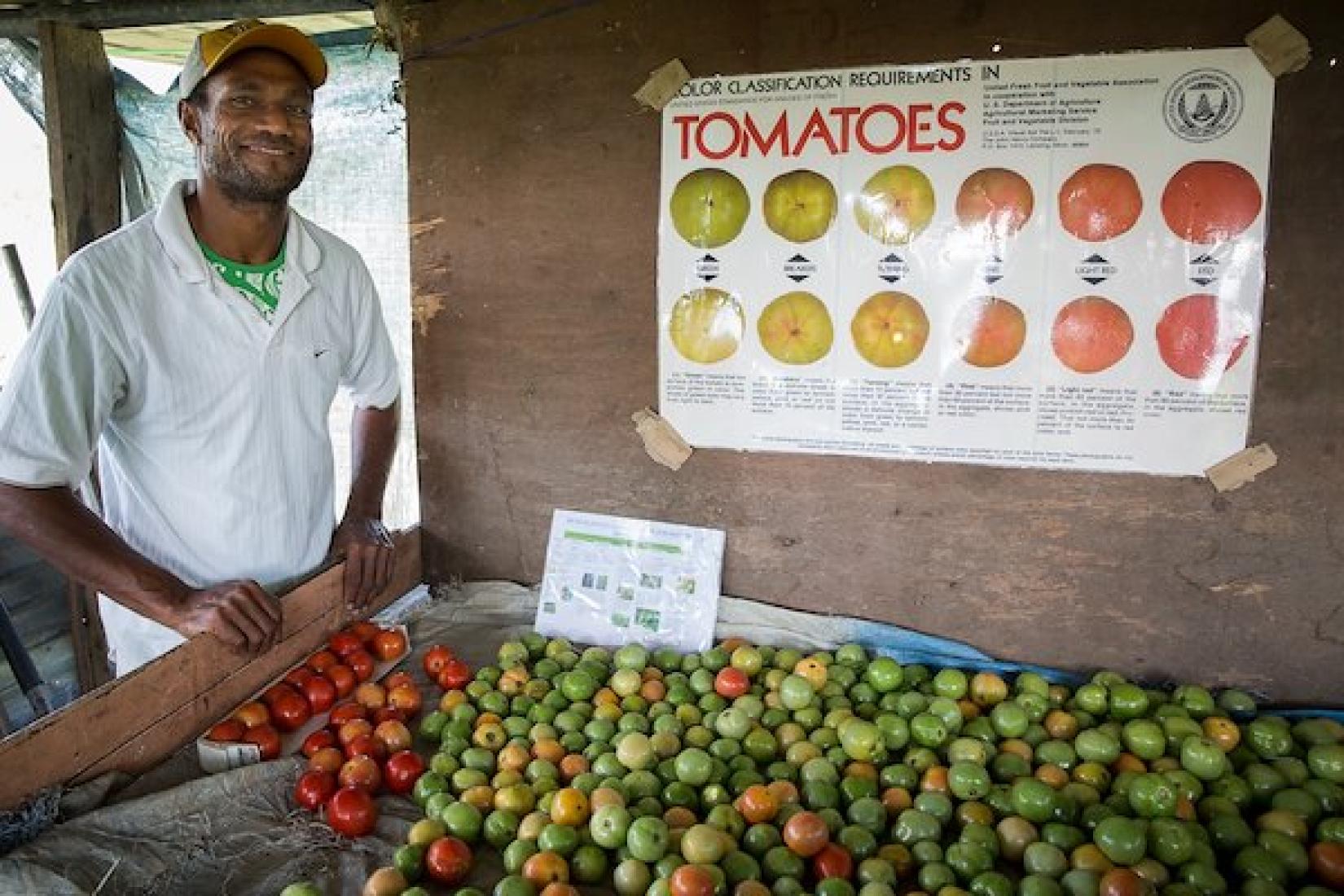 Jone Kunatui from Nawamangi PGS sorts through his tomatoes in his shed on his farm in Sigatoka Valley, commonly refered to as the salad bowl of Fiji. Image: ACIAR /Conor Ashleigh